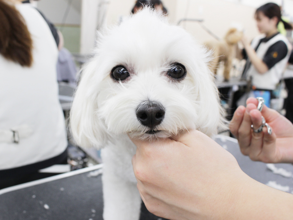 ２年生はお客様の愛犬とスキルアップ♪